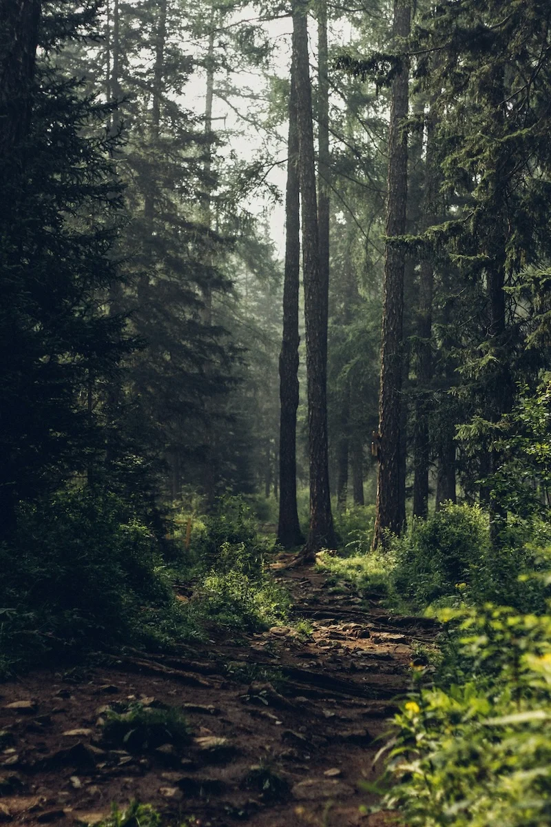 forest