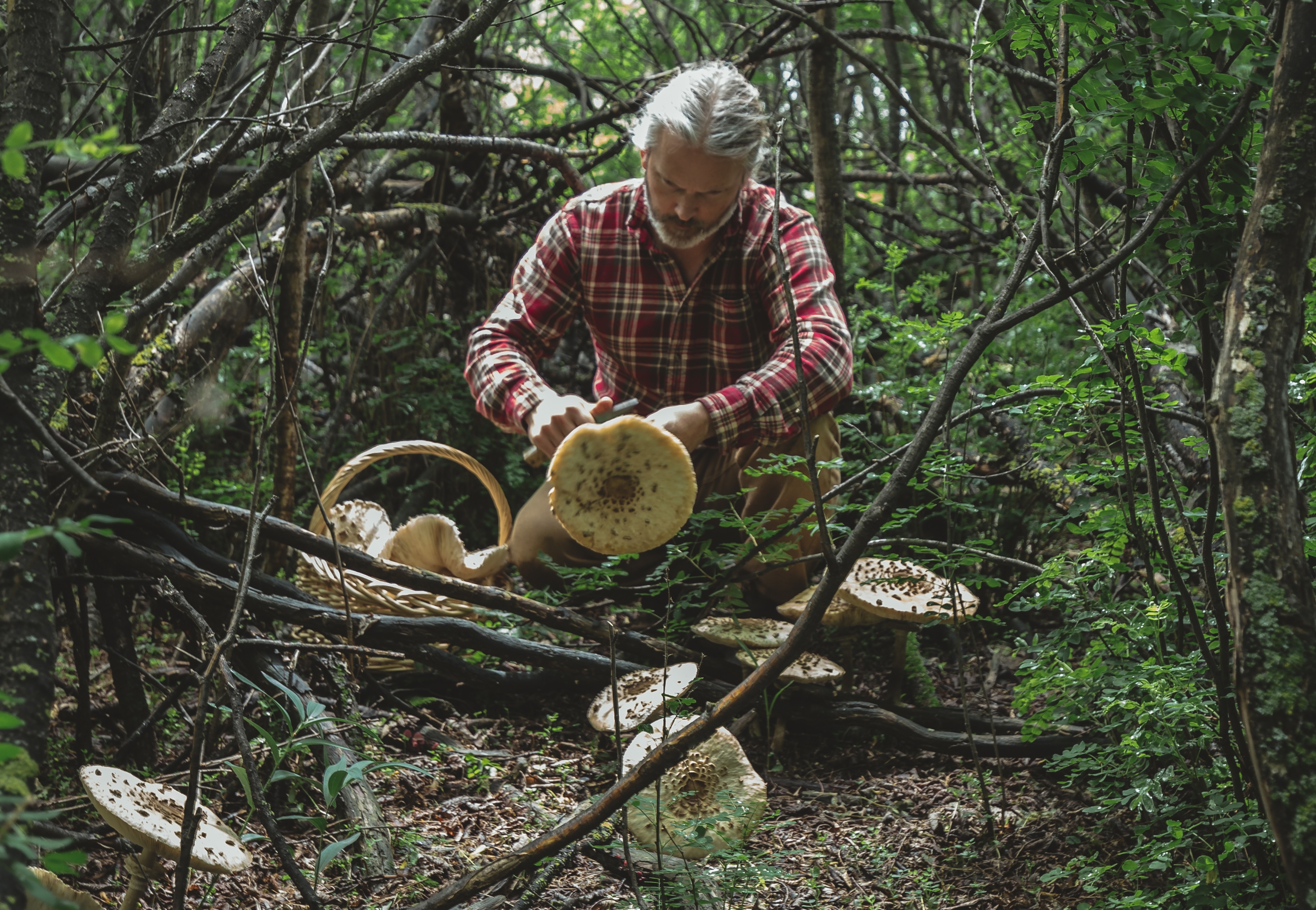 Foraging 101 With Kevin Kossowan